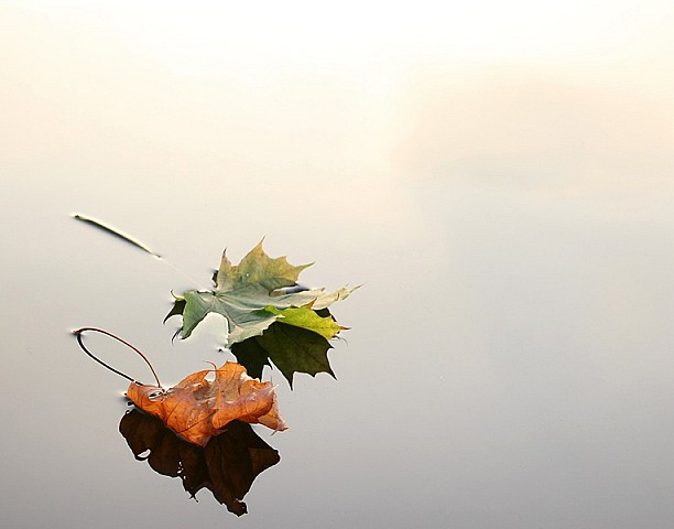 leaves on water