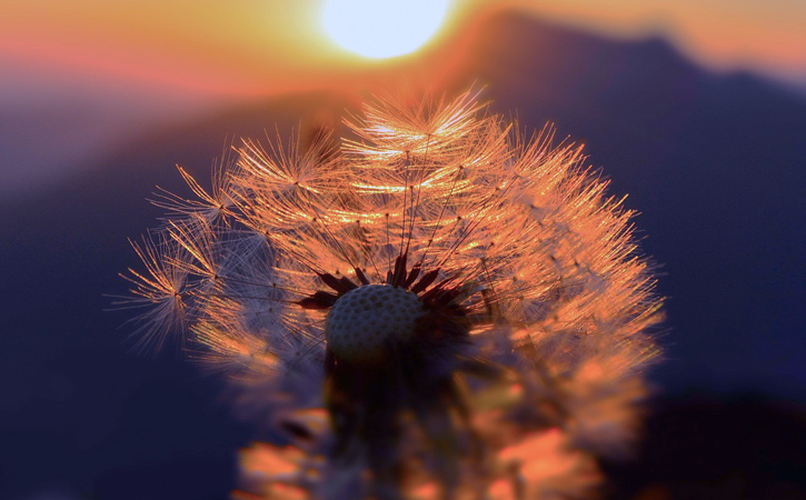 dandelion in sun
