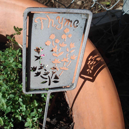 thyme in a pot