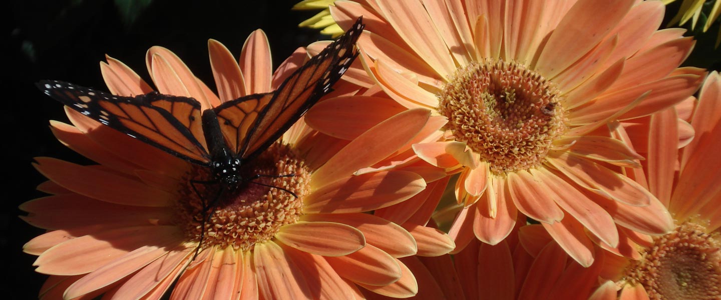 butterfly on gerbera