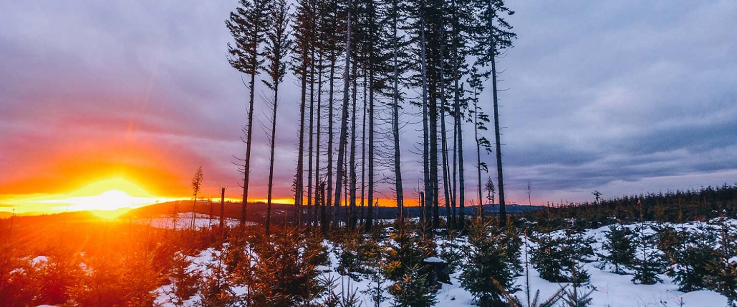 Picture of the setting sun dipping below the horizon with a stand of trees in the foreground