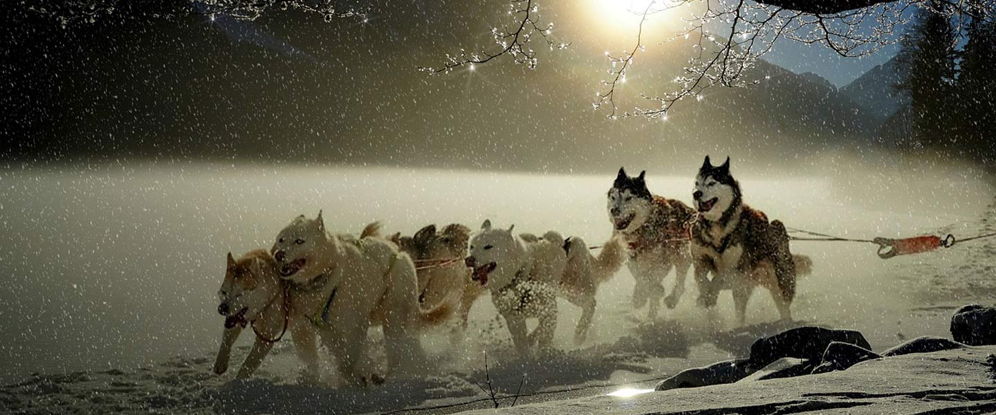 dog team pulling
