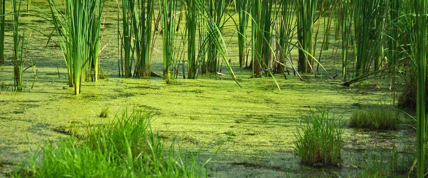 reeds in slime