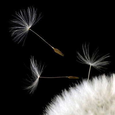 Dandelion seeds 400x400